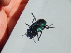 Pasimachus mexicanus