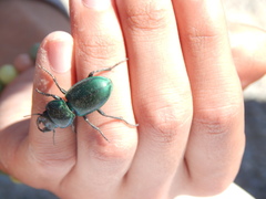 Pasimachus mexicanus