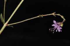 Mirabilis linearis linearis