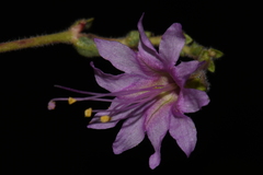 Mirabilis linearis linearis