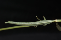 Mirabilis linearis linearis