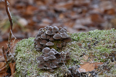 Mycena tintinnabulum