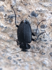 Licinus punctatulus