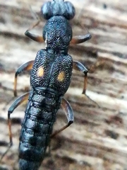 Stenus bimaculatus