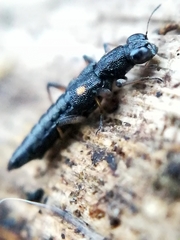 Stenus bimaculatus