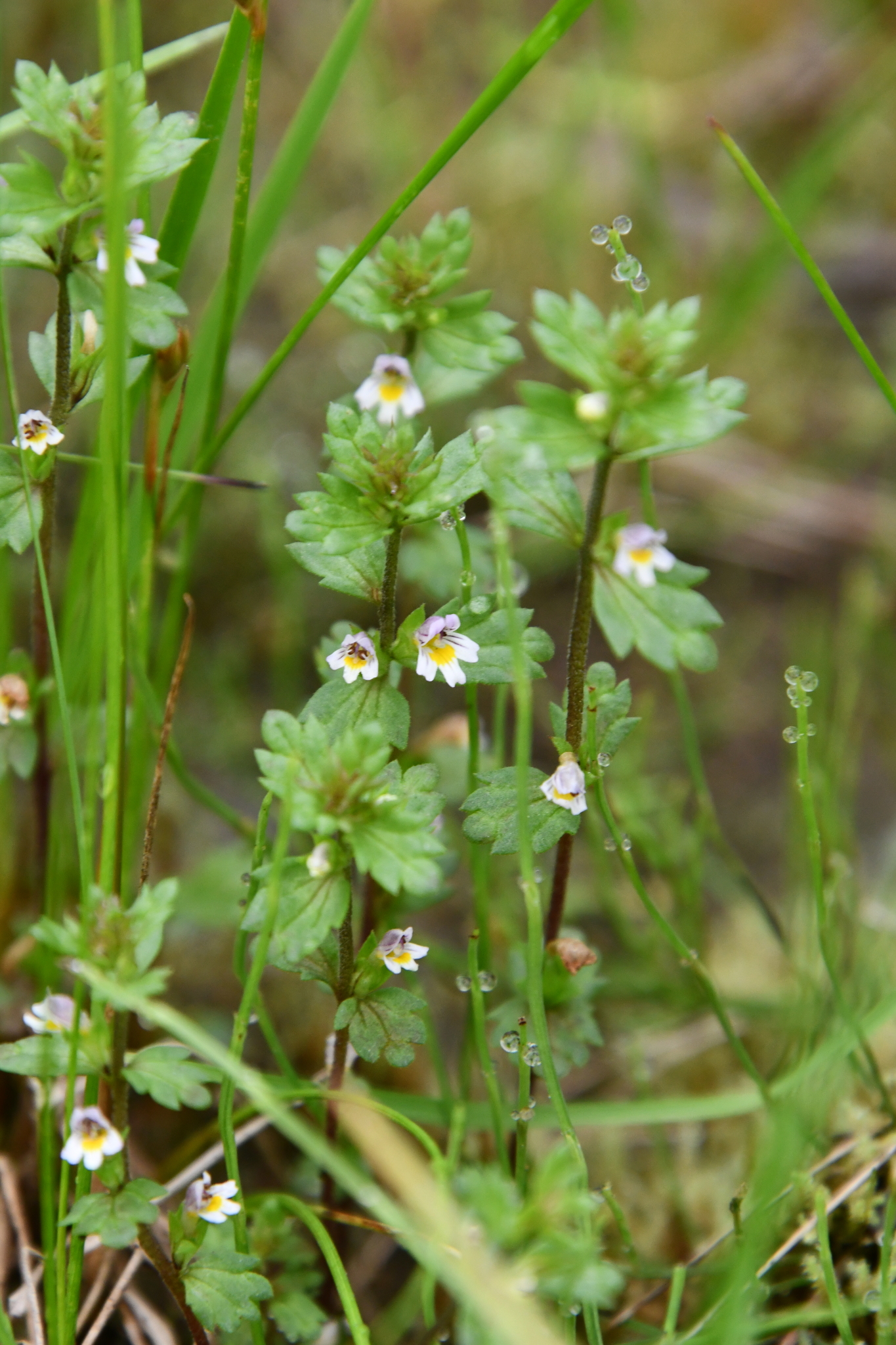 Euphrasia frigida