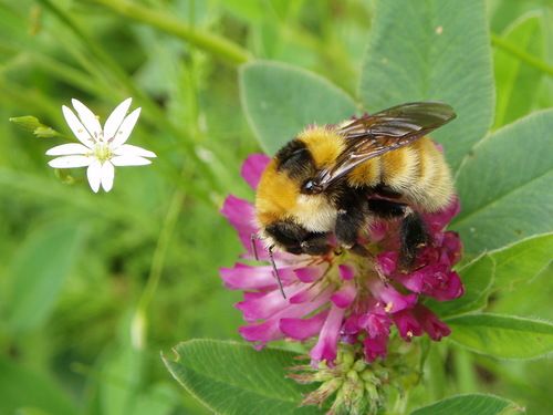 Great Yellow Bumble Bee