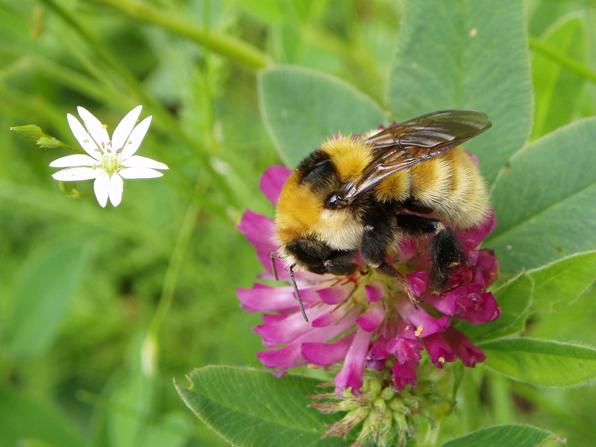 Polar Bumble Bee (Bombus polaris) · iNaturalist