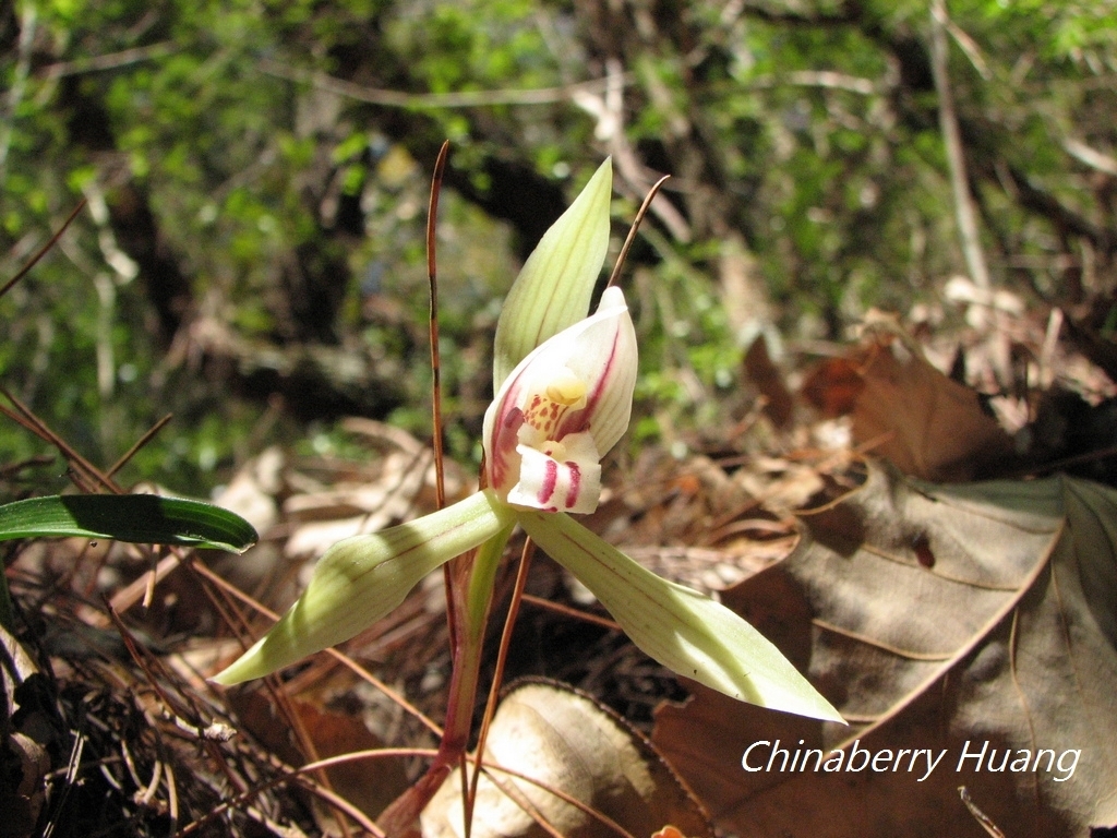 Cymbidium formosanum Hayata 4