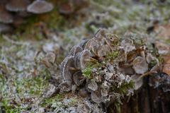 Mycena tintinnabulum