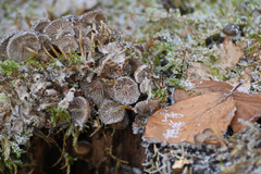 Mycena tintinnabulum