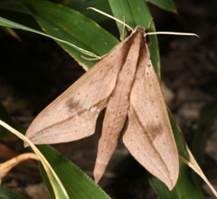 Xylophanes anubus