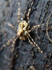 Megabunus diadema
