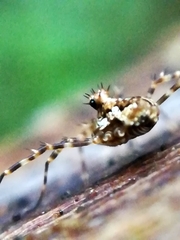 Megabunus diadema