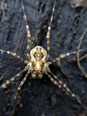 Megabunus diadema