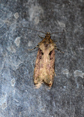 Chionodes mediofuscella