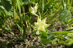 Trifolium fucatum