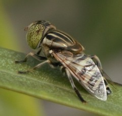 Eristalinus arvorum
