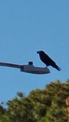 Corvus corax