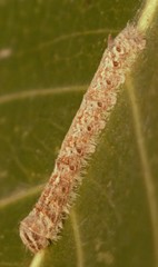 Ernolatia moorei