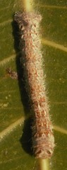 Ernolatia moorei