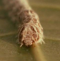 Ernolatia moorei