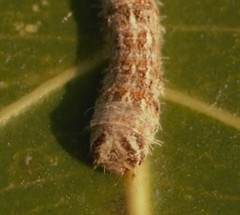 Ernolatia moorei