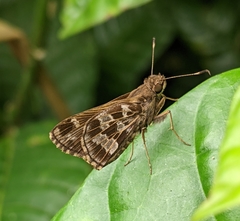 Cobalopsis dorpa