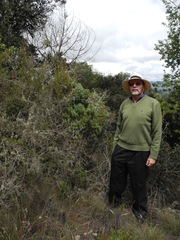 Linochilus rosmarinifolius