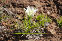Colchicum striatum