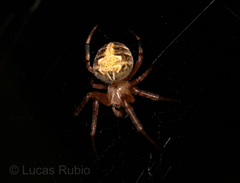 Araneus omnicolor