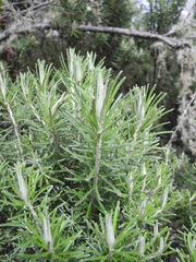 Linochilus rosmarinifolius