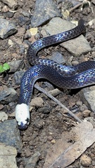 Enuliophis sclateri