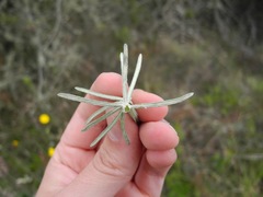 Linochilus rosmarinifolius