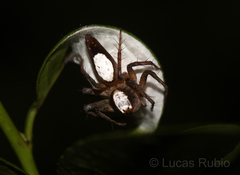 Oxyopes niveosigillatus