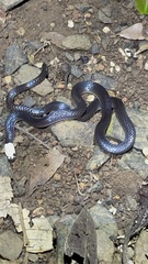 Enuliophis sclateri