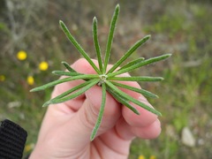 Linochilus rosmarinifolius