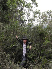 Linochilus jenesanus