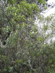 Linochilus jenesanus