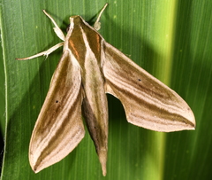 Xylophanes isaon