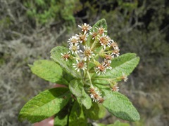 Linochilus jenesanus