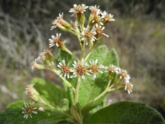 Linochilus jenesanus