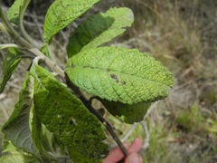 Linochilus jenesanus