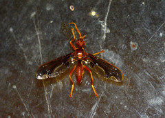 Pyrgota undata
