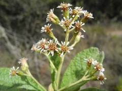 Linochilus jenesanus