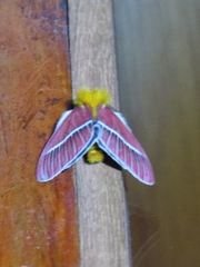 Pseudodirphia menander