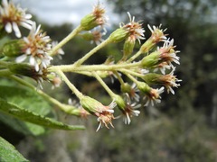Linochilus jenesanus