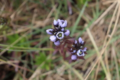 Gentianella corymbosa
