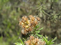 Linochilus rosmarinifolius