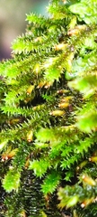 Cryphaea heteromalla